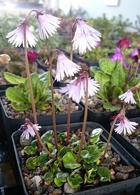 Soldanella 'Spring Symphony' - 8cm pot 